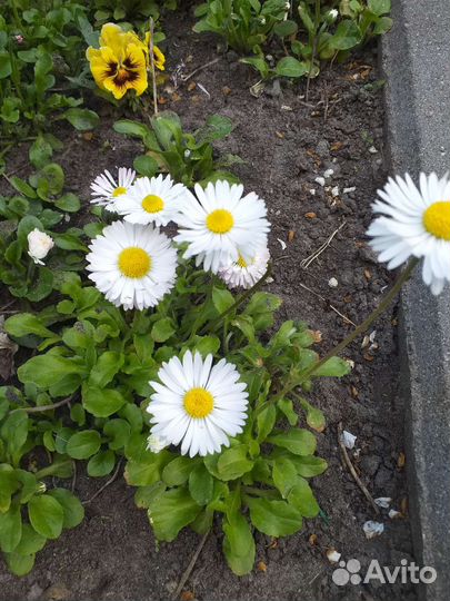 Маргаритки