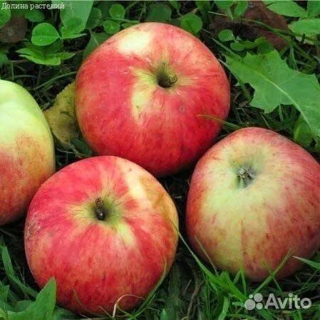 Саженцы ель голубая