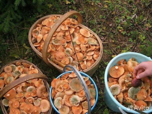 Грибы рыжики