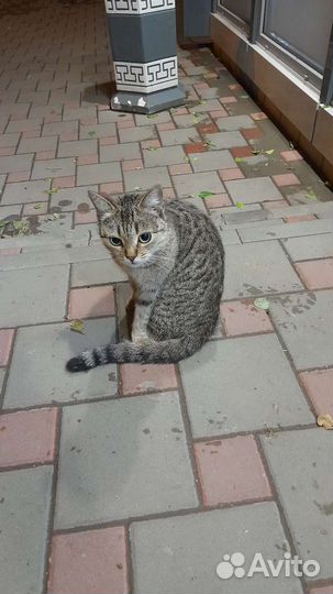 Кошка в добрые ручки