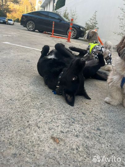 Маленькая собачка