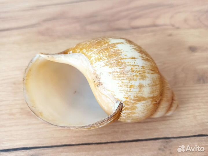 Морская раковина