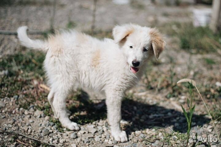 Щенок в добрые руки