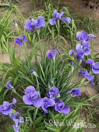 Ирис сибирский