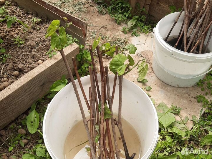 Черенки винограда Изабелла