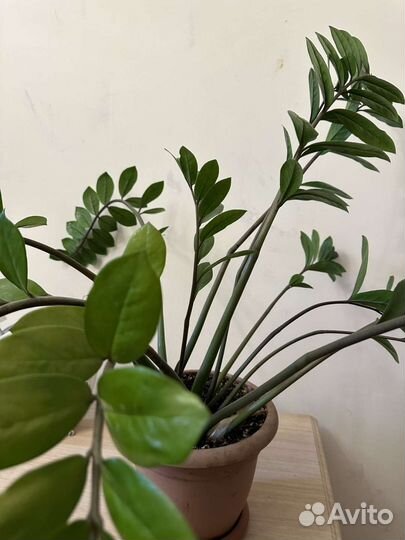 Замиокулькас