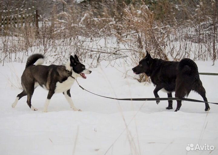 Дина и Мила ищут дом