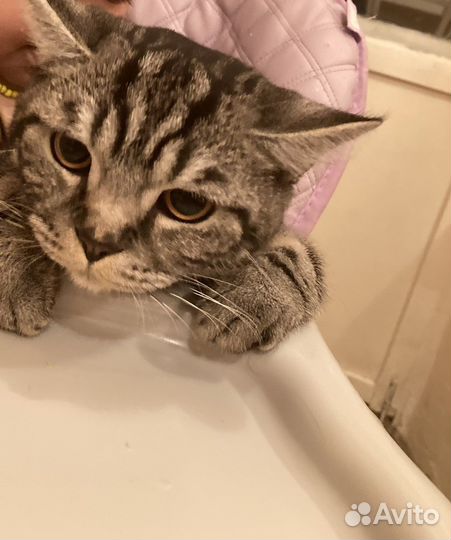 Британский кот