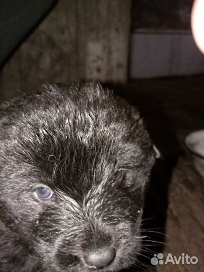 Щенки сибирской хаски мальчики