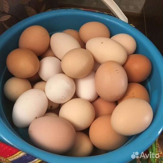 Домашние куриные яйца