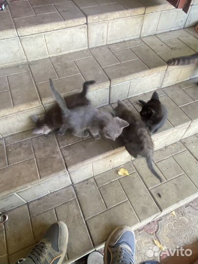 Котики в добрые руки