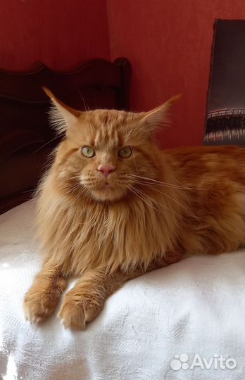 Мейн-кун вязка