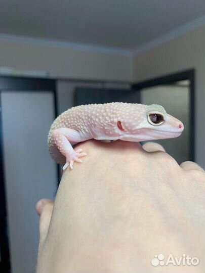 Эублефары Diablo Blanco, Blizzard