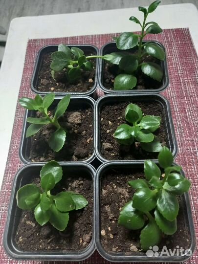 Каланхоэ Блоссфельда