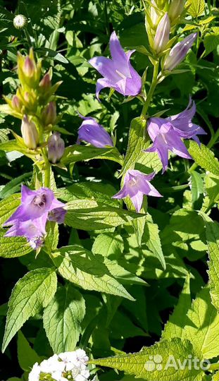 Садовые цветы многолетники