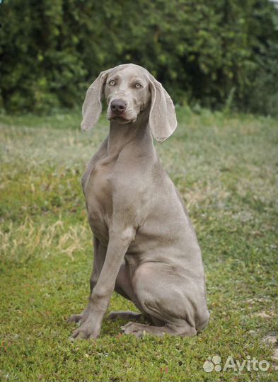 Веймаранер. Щенок. Девочка