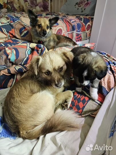 Мини щеночек