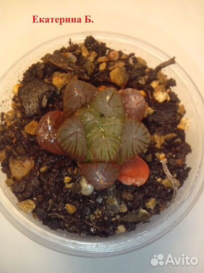 Комнатные растения цветы