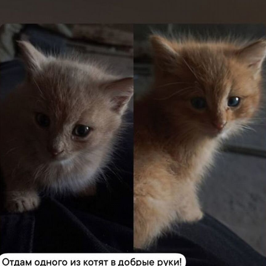 Котята в добрые руки бесплатно