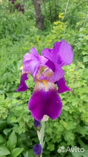 Ирисы сортовые