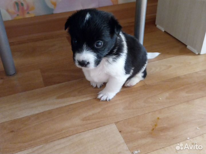 Отдадим щенков