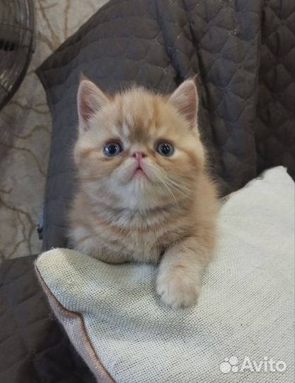 Экзотические котята