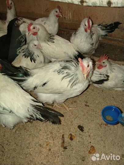 Молодые петушки