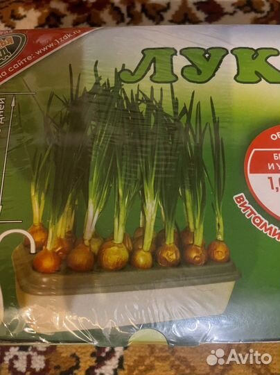 Луковое счастье