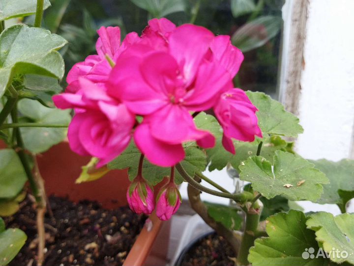 Комнатные цветы много