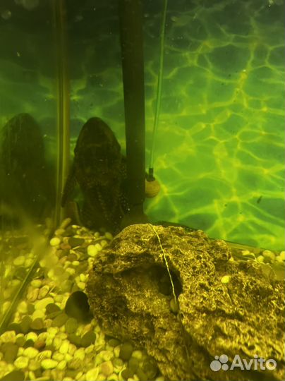 Пиранья рыба