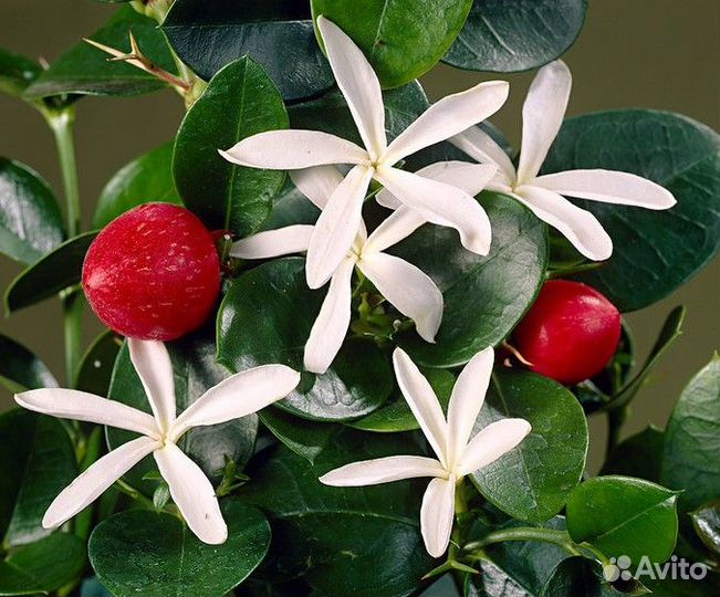 Домашние цветы съедобные и декоративные