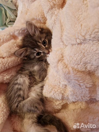 Домашние животные котята