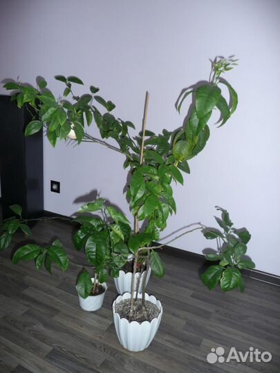 Саженцы деревьев - лимон