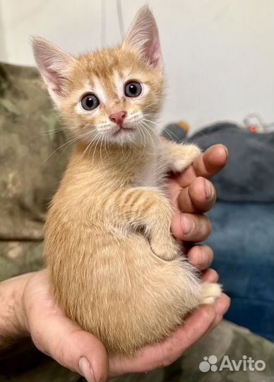 Кошка в дар