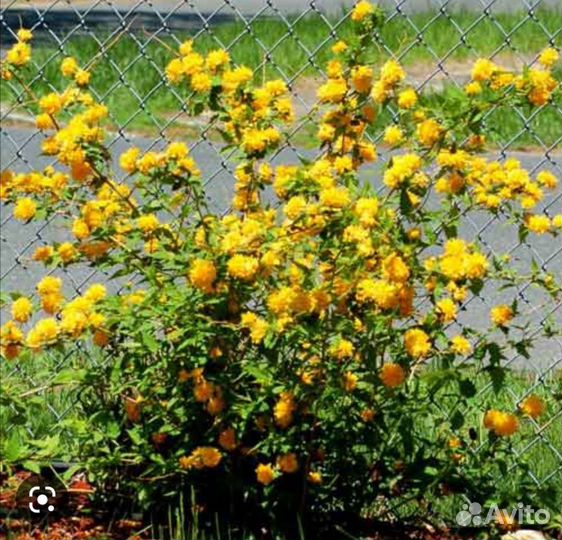 Декоративные цветущие кустарники, юкка