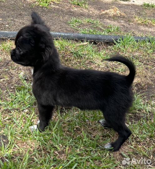 Девочка-мини