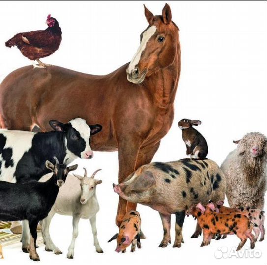Козы, овцы, ягнята, козлы