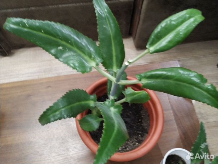 Каланхоэ лечебное