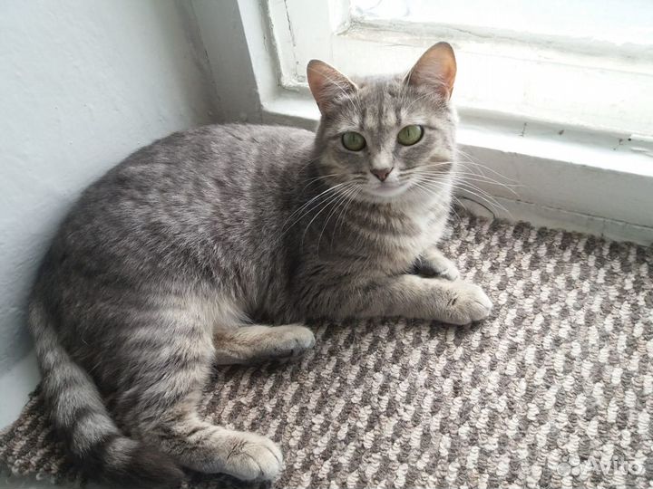 Молодая кошечка