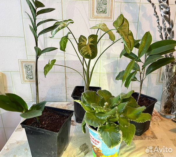 Комнатые цветы