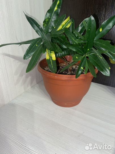 Комнатные растения