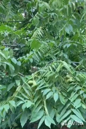 Саженцы маньчжурского ореха