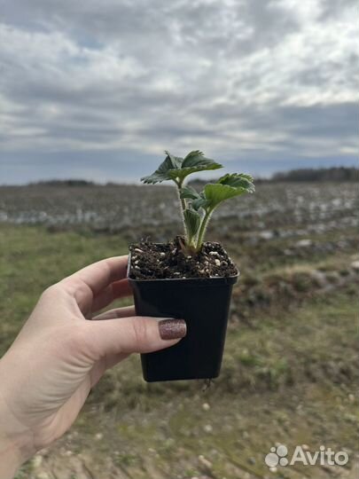 Рассада клубники