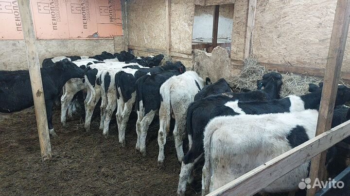 Бык быки бычки