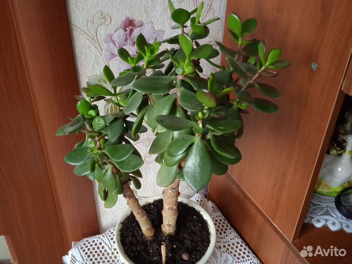 Крассула толстянка