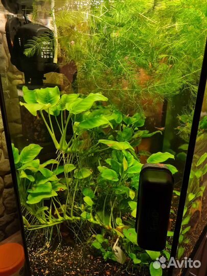 Аквариум Аquael на 60 литров
