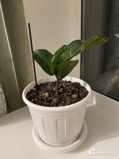 Антуриум кларинервиум (хрустальный