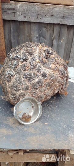 Кап сувель берёзовый