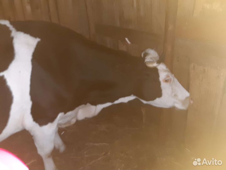 Корова дойная
