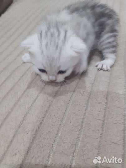 Шотландский прямоухий кот